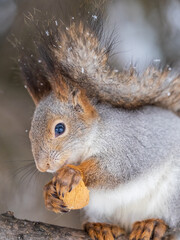 Obraz premium The squirrel with nut sits on tree in the winter or late autumn. Portrait of the squirrel close-up