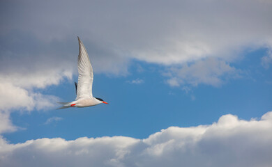 bird in the air, Common Tern, Sterna hirundo
