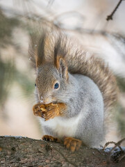 Fototapeta premium The squirrel with nut sits on tree in the winter or late autumn