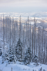 Brocken Totholz