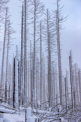 Brocken Totholz