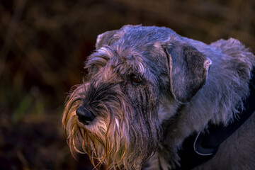 Terrier dog