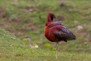 large bird on the grass, Glossy Ibis, Plegadis falcinellus