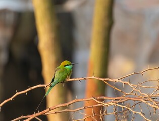 bee eater perched on branch