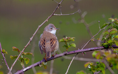 bird looking around  in woodland, Common Whitethroat, Sylvia communis