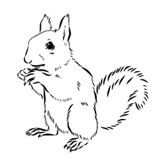 Hand drawn squirrel. Retro realistic animal isolated. Vintage style. Doodle line graphic design. Black and white drawing mammal. Vector sketch. Christmas animal.