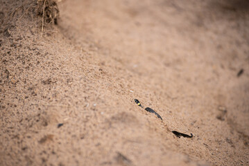 Natrix on the sand