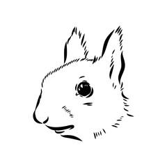 Hand drawn squirrel. Retro realistic animal isolated. Vintage style. Doodle line graphic design. Black and white drawing mammal. Vector sketch. Christmas animal.