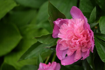 Pink peony blooming full flower, green leaves early summer in garden.