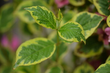 Fototapeta na wymiar Weigela spring two-color leaves closeup.