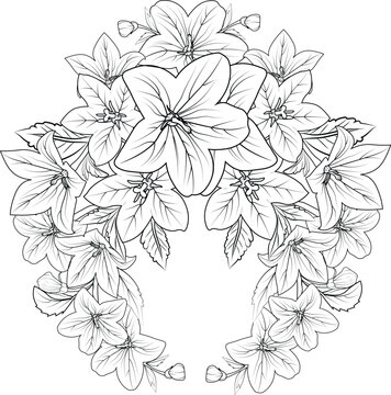 Doodle flower bouquet of line art, lovely design.
Easy sketch art of bellflowers, line art bouquets of floral hand-drawn illustrations, doodle zentangle, tattooing drawing coloring page.