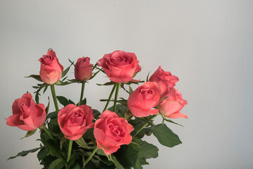 bukiet różowych róż bez tła - obrazy, fototapety, plakaty