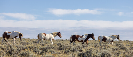 Fototapeta na wymiar Beutiful Wild Horses in Autumn in the Wyoming Desert