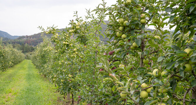 Apple orchard. Picture of ripe apples in the garden ready for harvest, morning shot. High quality photo