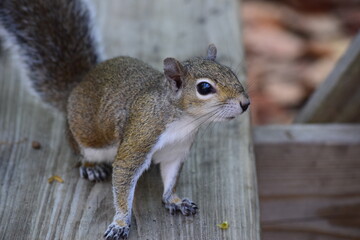 squirrel in the park