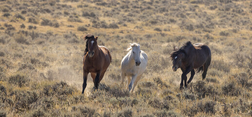 Beutiful Wild Horses in Autumn in the Wyoming Desert
