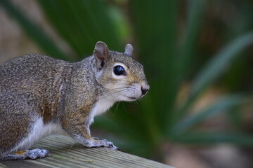 squirrel in the park