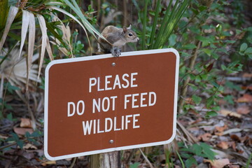 squirrel on the sign
