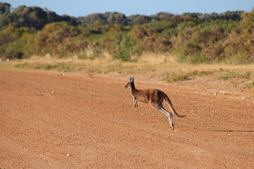 wild kangaroo in cervantès (australia)