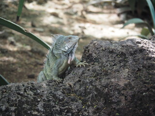 Green Iguana relaxing in the sun in the Caribbean - reptile - wild animals