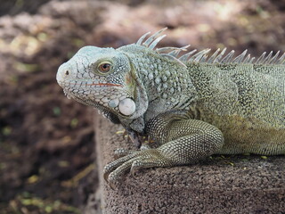 Green Iguana relaxing in the sun in the Caribbean - reptile - wild animals