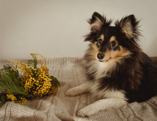 A small fluffy tricolor sheltie puppy lies on a knitted blanket next to a branch of mimosa. Spring colours.