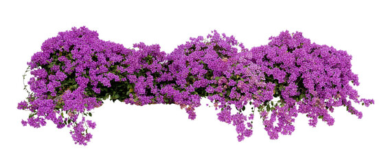 Purple Bougainvillea tropical flower bush climbing vine landscape garden plant  growing in wild with fresh and some dried flower petals.