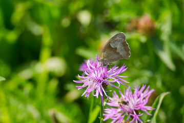 Meadow brown (maniola jurtina) butterfly sitting on a pink flower in Zurich, Switzerland