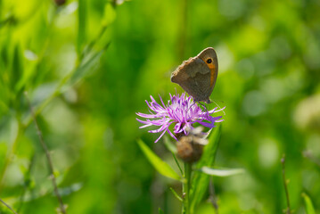 Meadow brown (maniola jurtina) butterfly sitting on a pink flower in Zurich, Switzerland