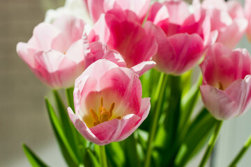 Bouquet of Pink Tulips Top View