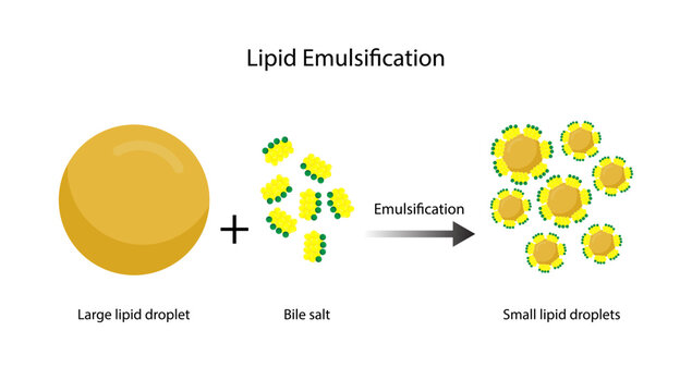 Fat emulsification. Fat Molecules, Lipid droplets, Lipid Digestion. Bile salt, Emulsifier, Gallbladder. Micelle formation. Colorful scientific diagram. Vector Illustration.