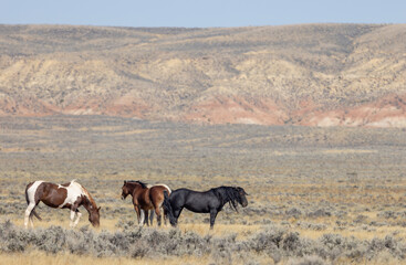 Beutiful Wild Horses in Autumn in the Wyoming Desert