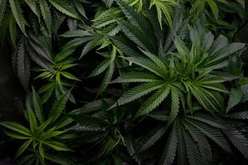 Marijuana plants grown indoors. Sativa and indica types. personal cultivation. medicinal plant. natural drugs. Cultivation in a controlled light cabin.