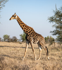 Naklejka na ściany i meble Giraffe in the savannah (Giraffa Giraffa), Kruger National Park, South Africa