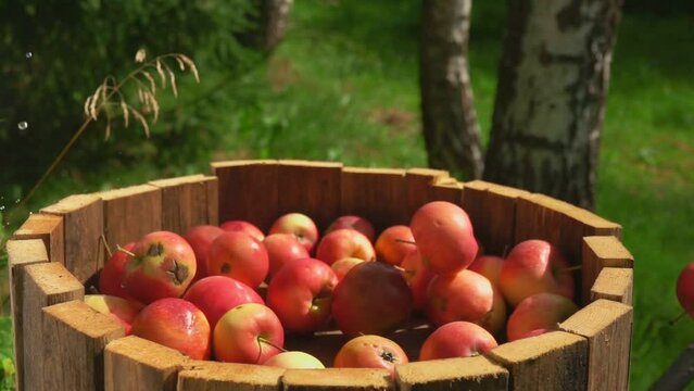 Ripe delicious red apples are falling into the wooden barell outdoors 
