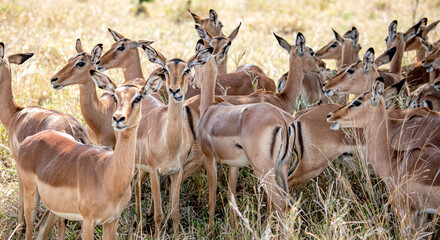 Naklejka na ściany i meble Group of Impalas (Aepyceros Melampus) in the African Savannah (Kruger National park, South Africa)
