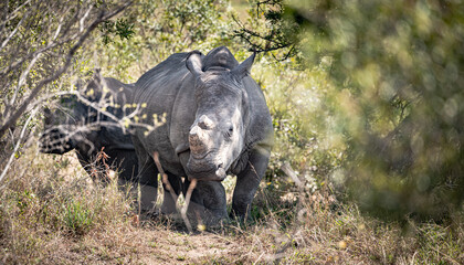 White Rhinoceros (Ceratotherium Simum) in Kruger National Park, South Africa