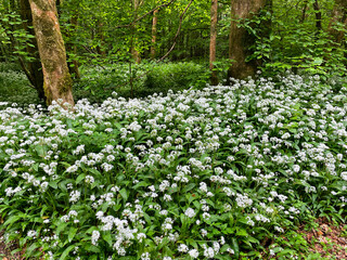 White Flowers of Ramsons or Wild Garlic Plant Allium ursinum