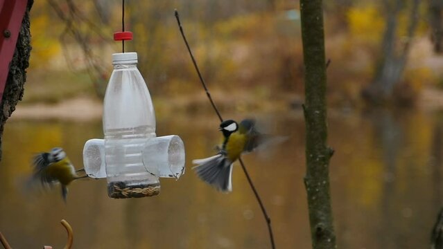 autumn flock of titmouse small birds flying at the feeder slow motion