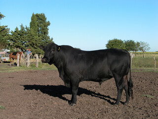 Black Angus Bull on a isolated in pampa landscape and blue sky-may 2020-