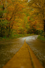 road in autumn forest