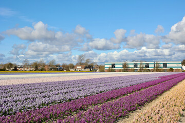 Beautiful Dutch hyacinth field. Spring flowers, pink and purple, Lisse, Netherlands (South Holland)