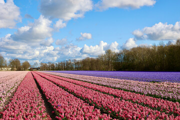 Beautiful Dutch hyacinth field. Spring flowers, pink and purple, Lisse, Netherlands (South Holland). 