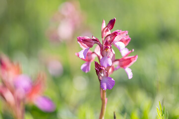 Prairie et orchidée sauvage 