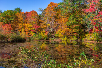 Obraz premium autumn colors in the park