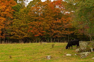cow in autumn forest