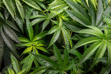 Naklejka na ściany i meble Marijuana plants grown indoors. Sativa and indica types. personal cultivation. medicinal plant. natural drugs. Cultivation in a controlled light cabin.