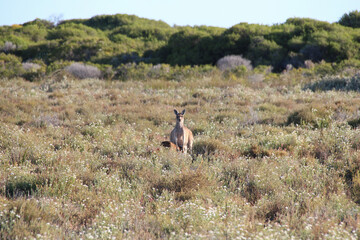 wild kangaroo in cervantès (australia)