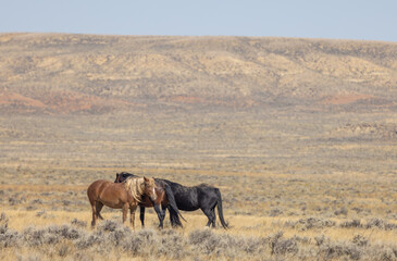 Beutiful Wild Horses in Autumn in the Wyoming Desert