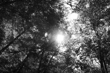 Black and white sun rays shining through the tops of trees (Canopy)